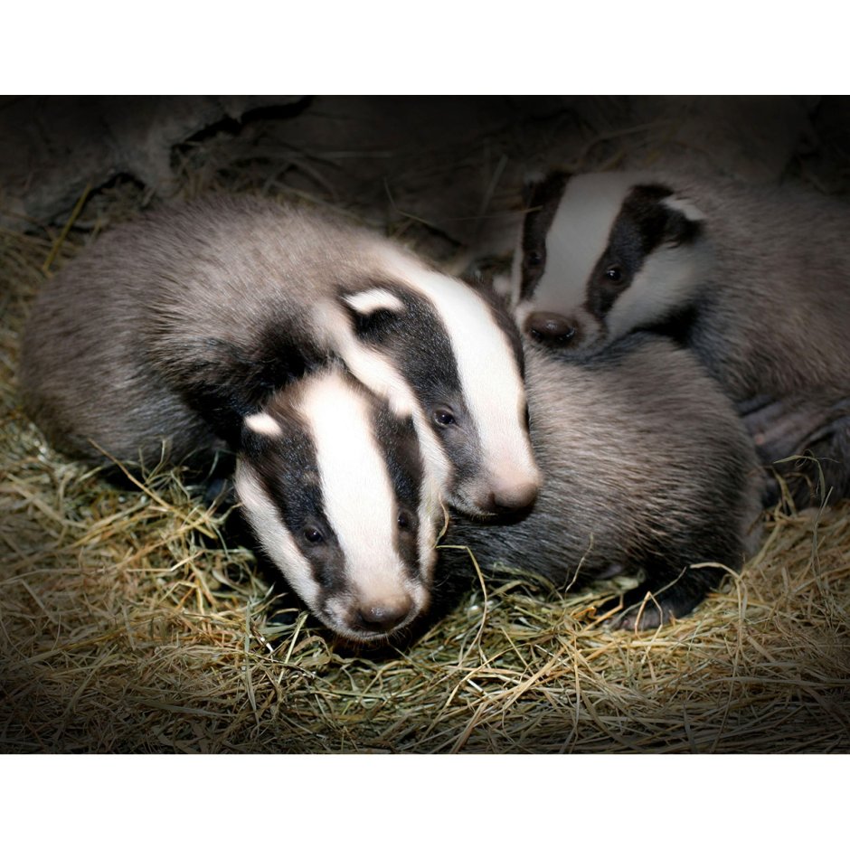 Барсук с барсучатами