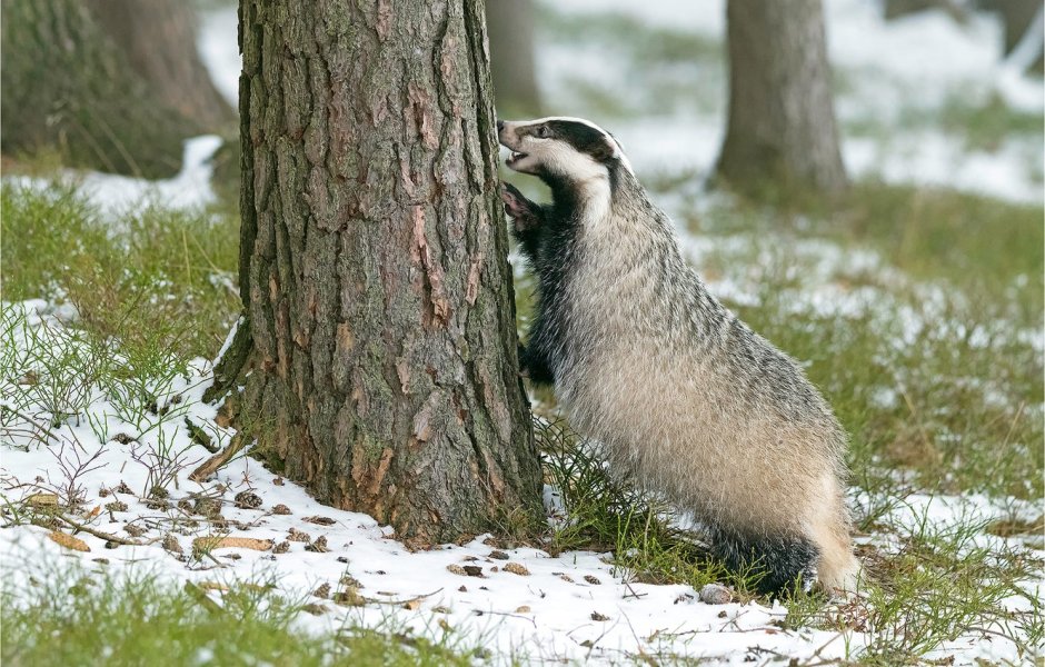 Барсук картинка для детей