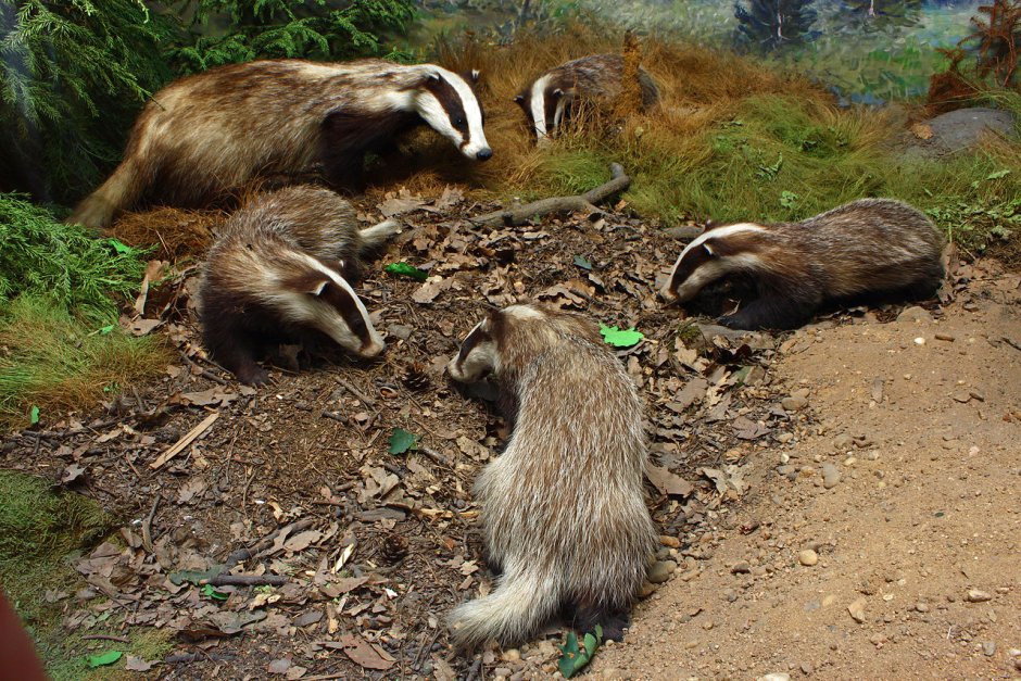 Европейский барсук в норе