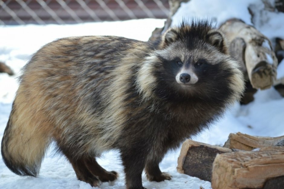 Барсук и енотовидная собака