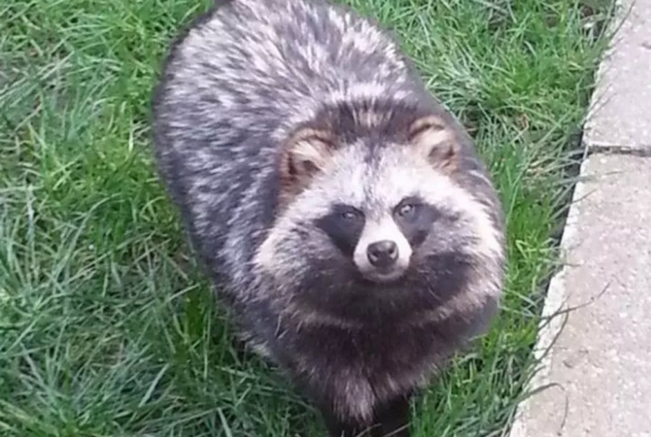 Енотовидная собака ручная