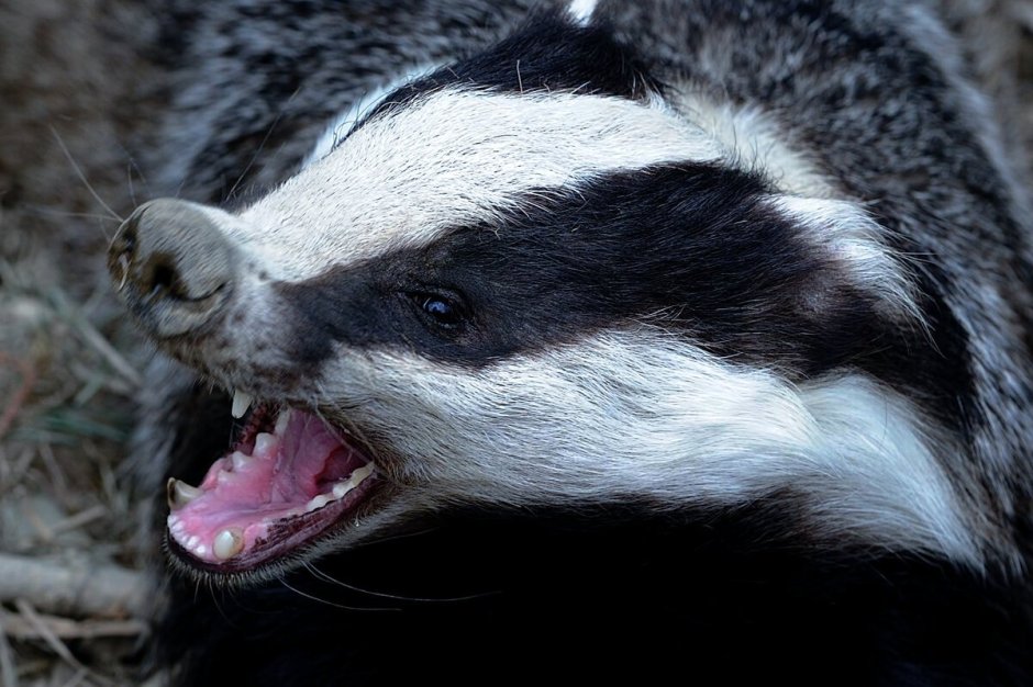 Енот медоед