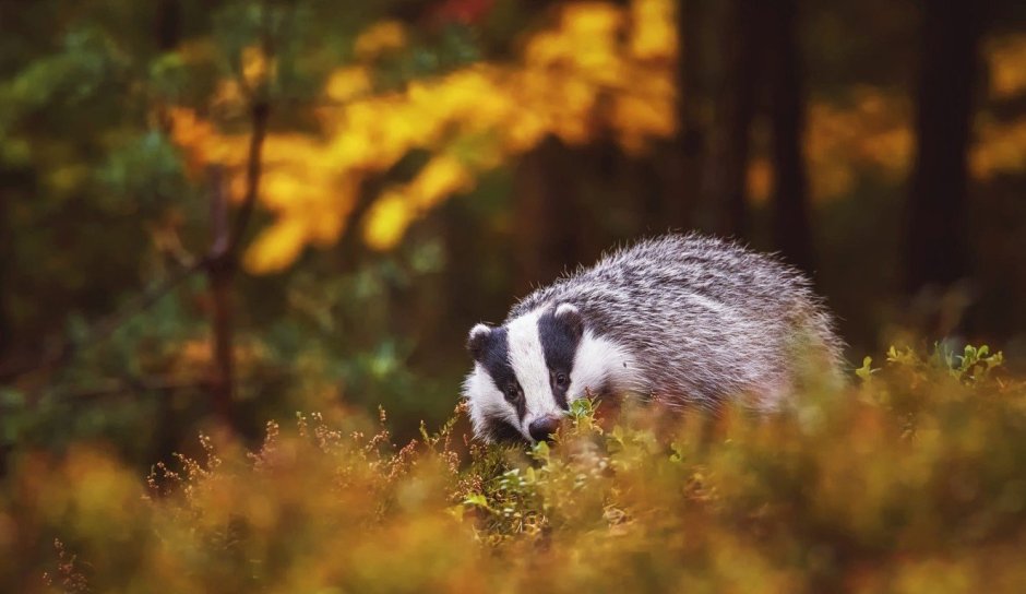 Барсук в лесу