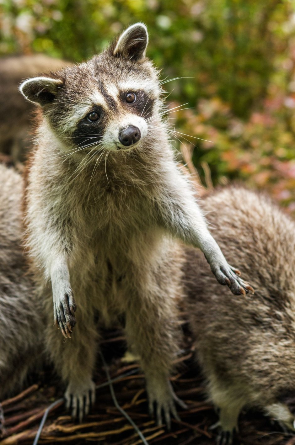 Енотовидный барсук