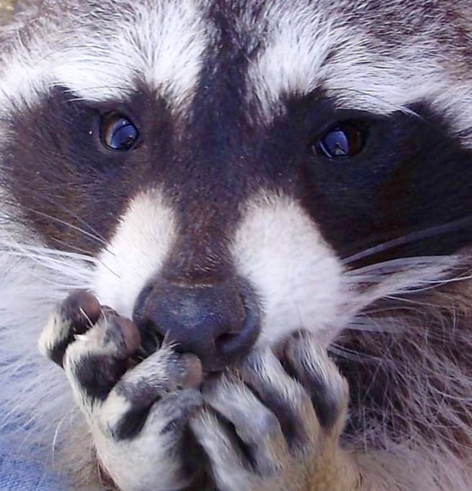 Морда енота