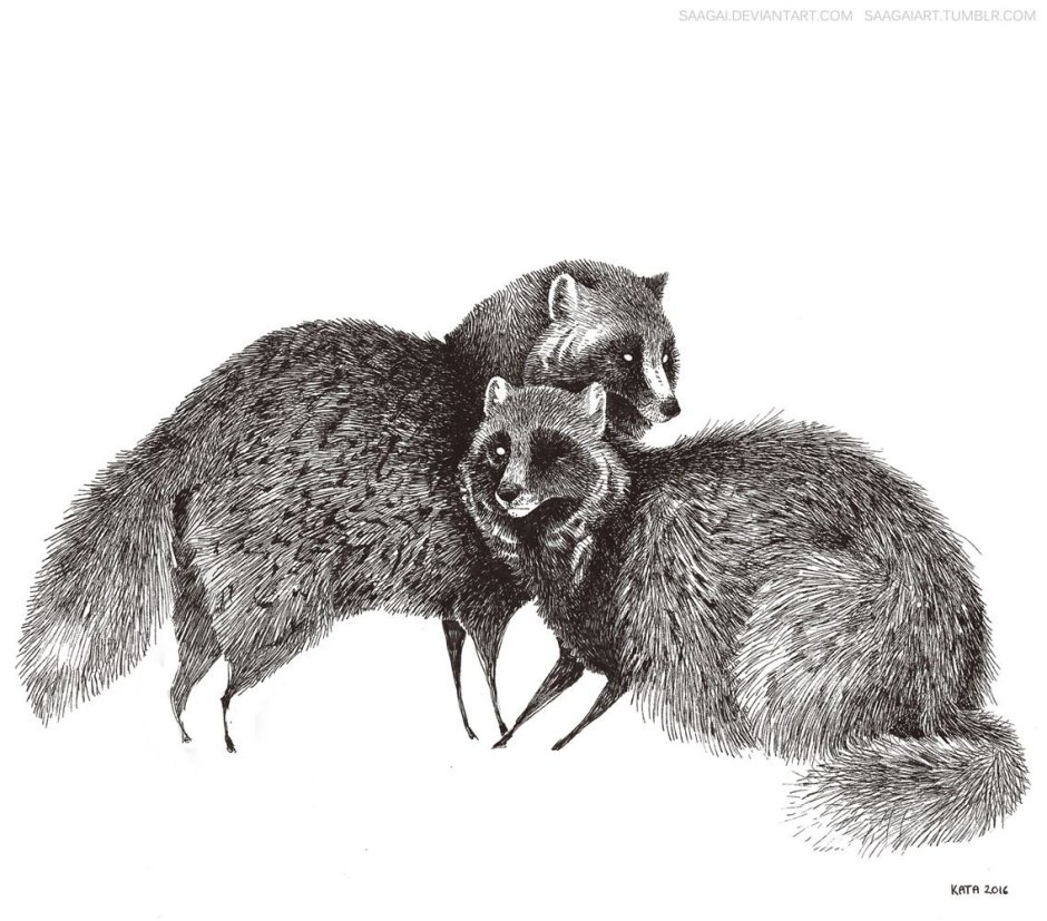 Енотовидная собака рисунок