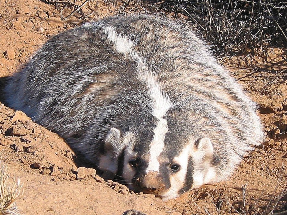 Барсук и енотовидная собака