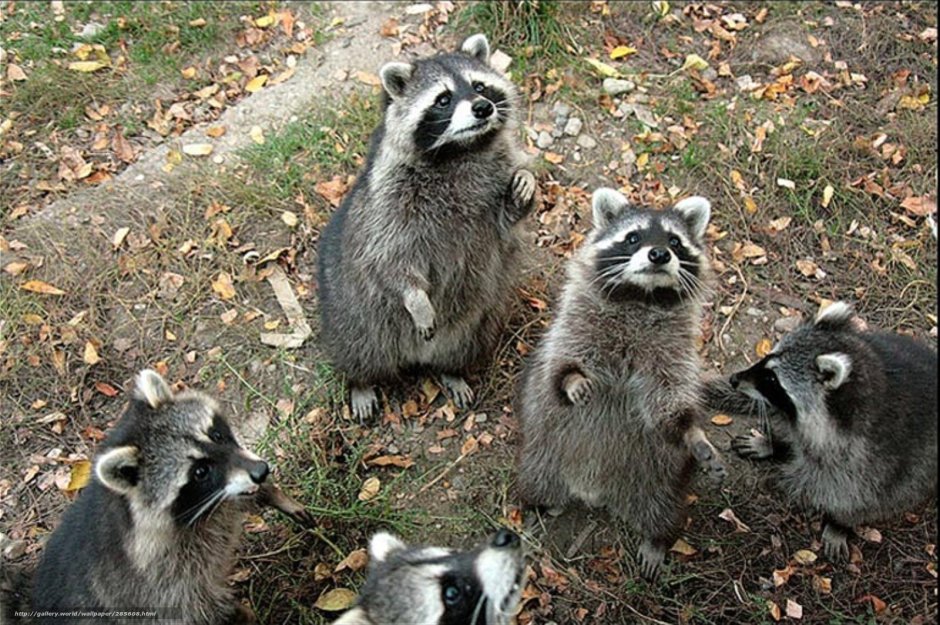 Барсук и енот