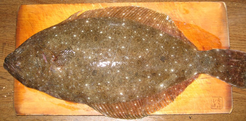 Палтус Hirame