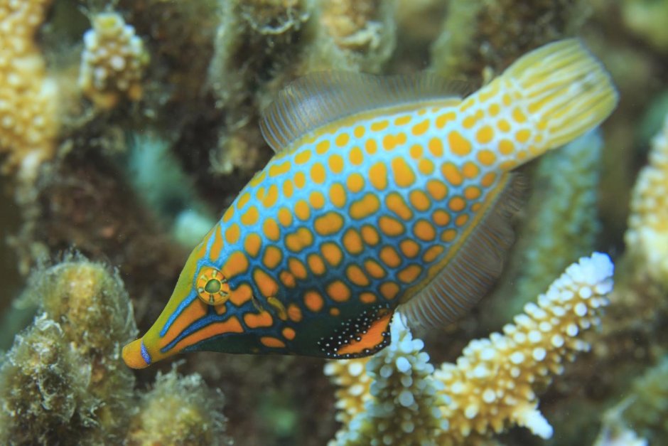 Арлекин Filefish рыба