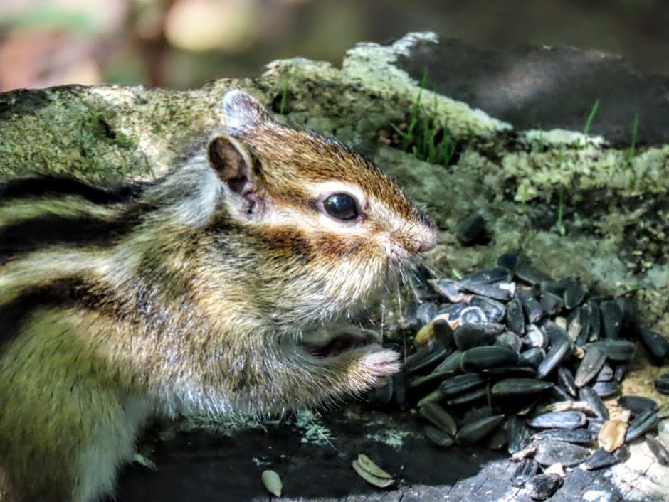 Eutamias sibiricus