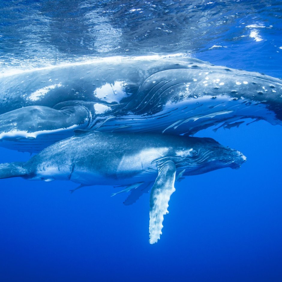 Сейвал (ивасёвый кит) (Balaenoptera Borealis)