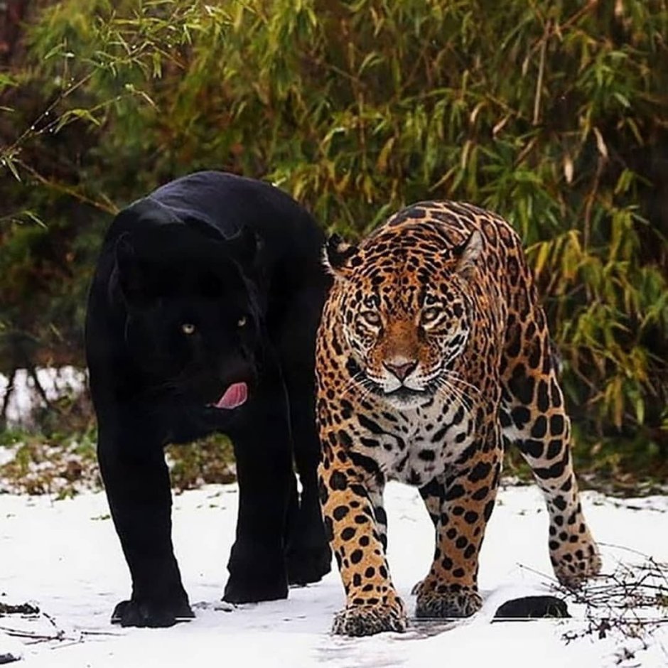 Гепард меланист