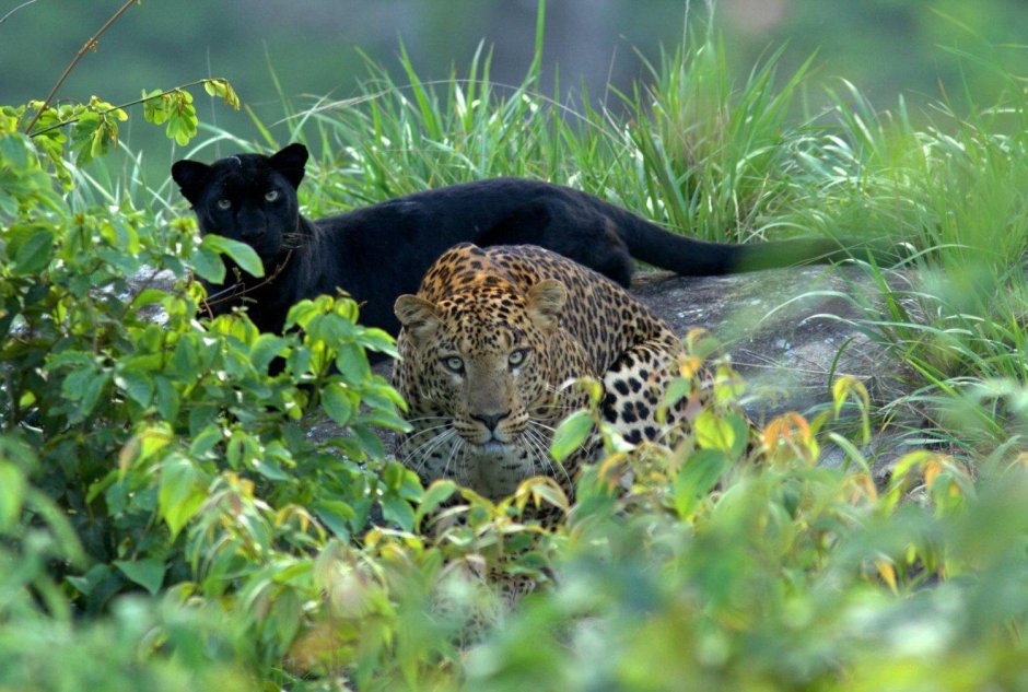 Черная пантера Nat geo Wild