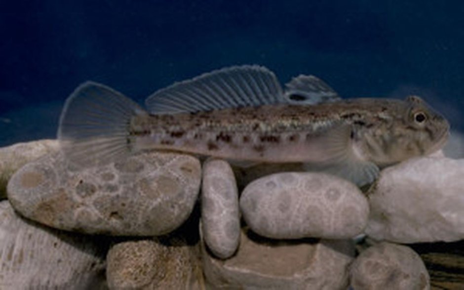 Бычок-кругляк (Neogobius melanostomus)