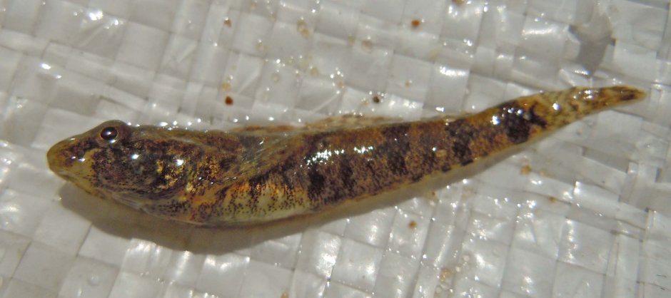 Proterorhinus semipellucidus