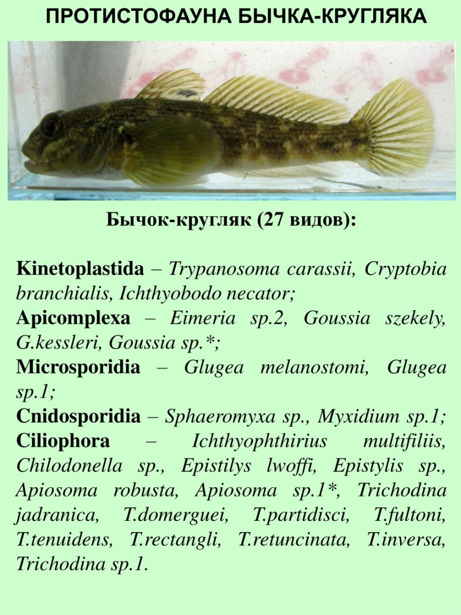 Рыба бычок презентация