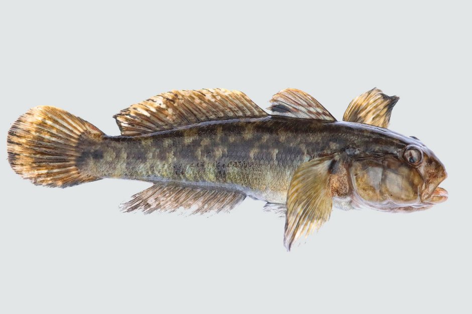 Бычок-кругляк (Neogobius melanostomus)