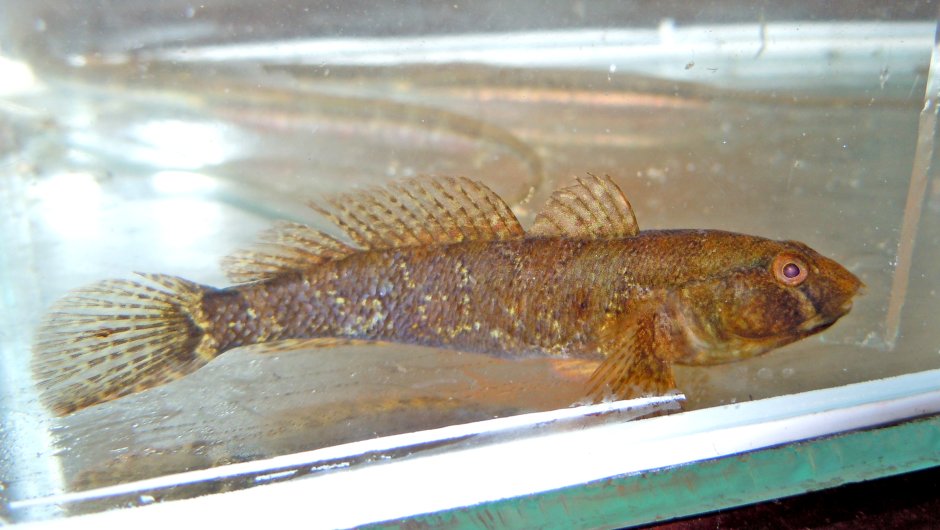 Proterorhinus marmoratus