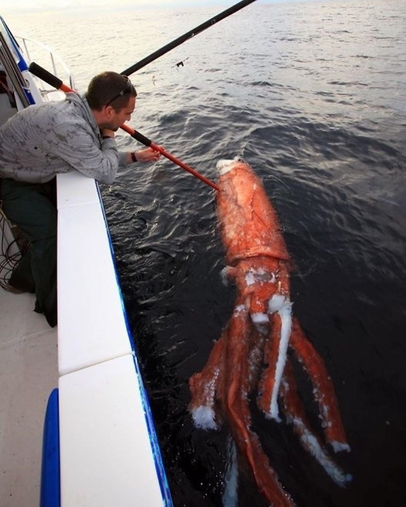 Гигантский кальмар против кашалота