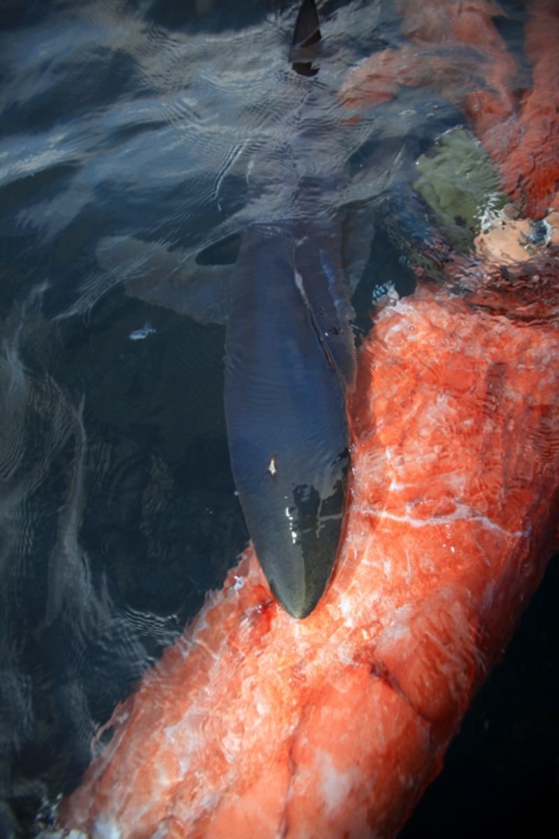 Кальмар живопись