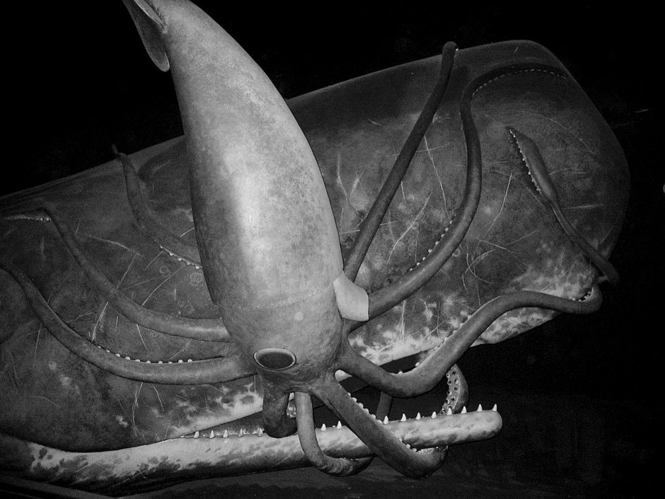 Architeuthis Dux гигантские кальмары