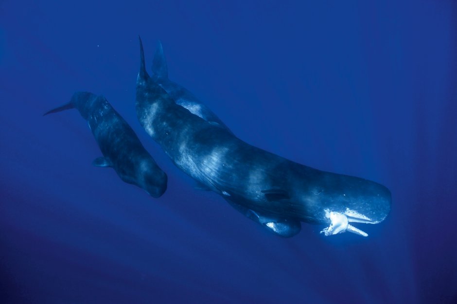 Гигантский кальмар Архитеутис против кашалота