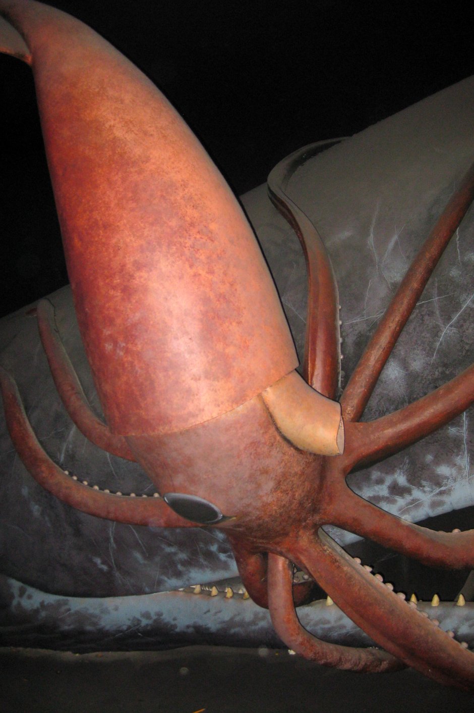 Спаривание кальмаров гигантских