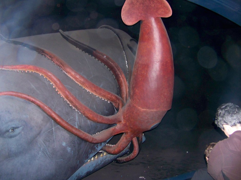 Глубоководный кальмар Архитеутис