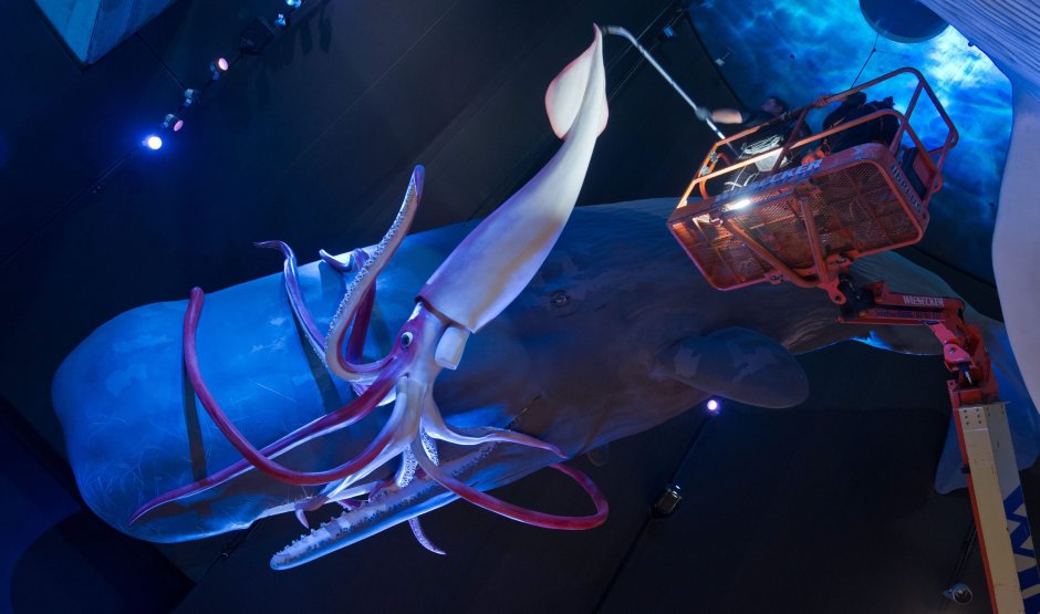 Кашалот и кальмар