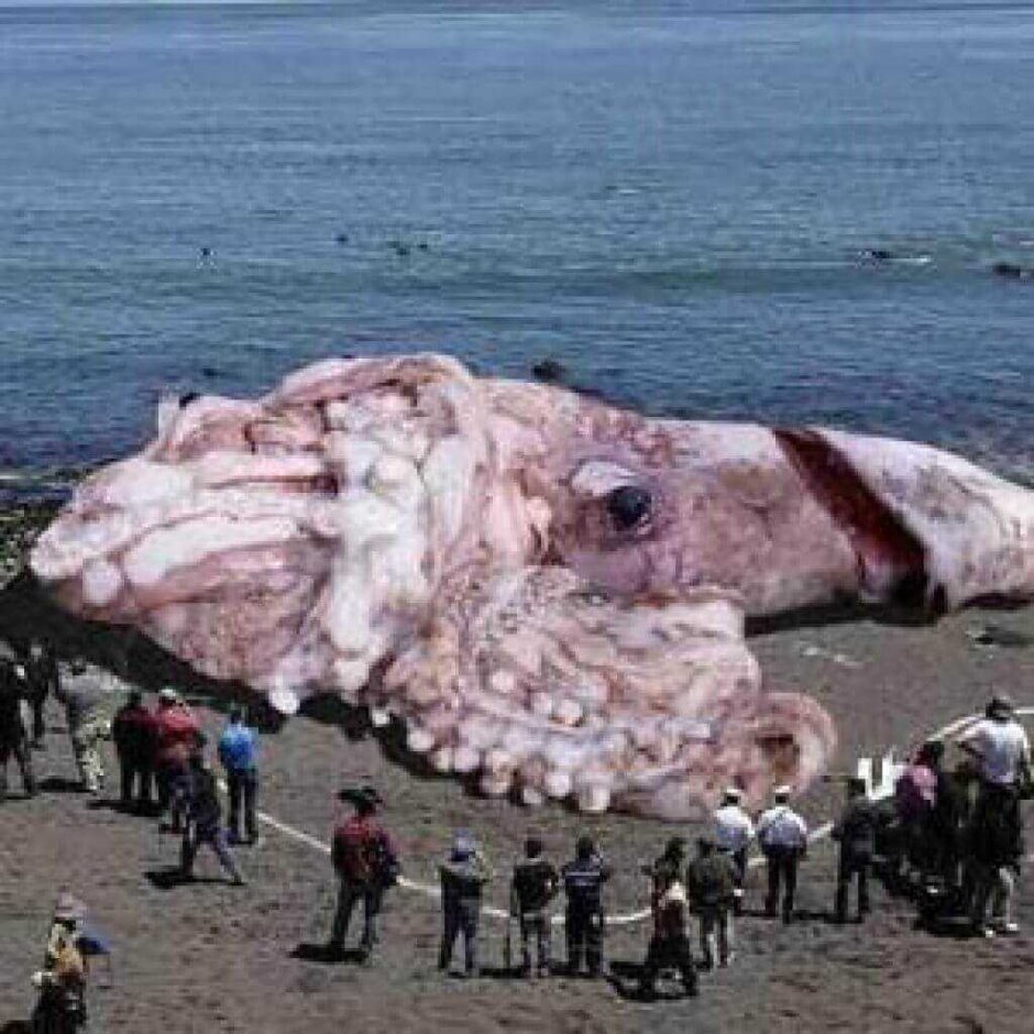 Гигантский кальмар Архитеутис