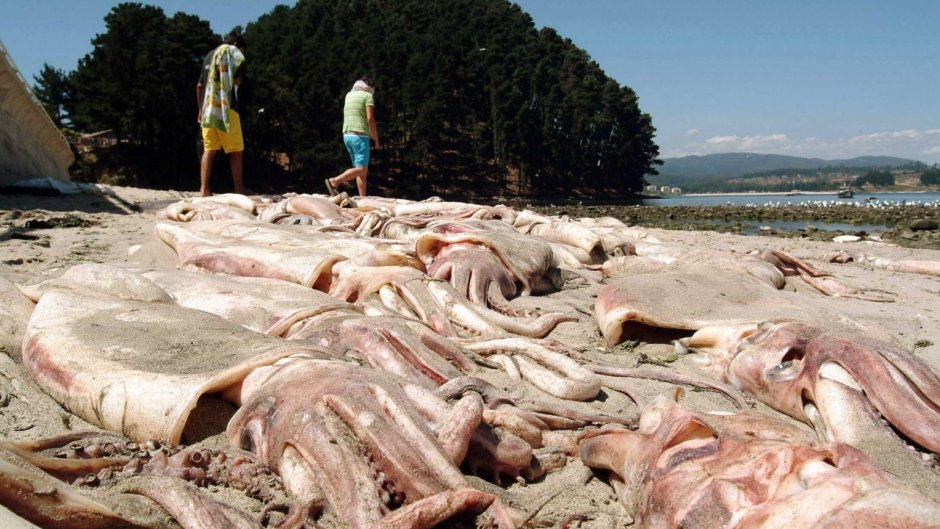 Гигантские кальмары и Кашалоты