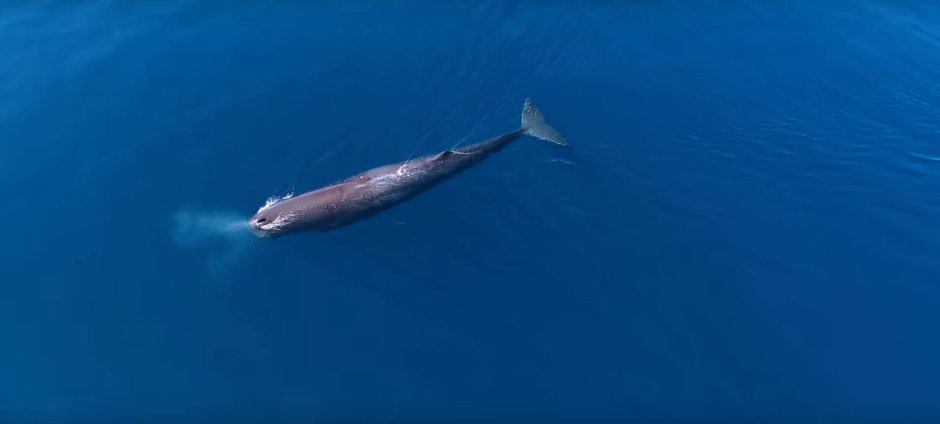 Аномально большие животные