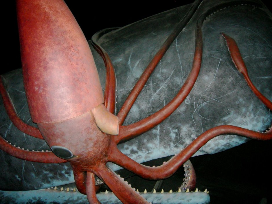 Антарктический колоссальный кальмар