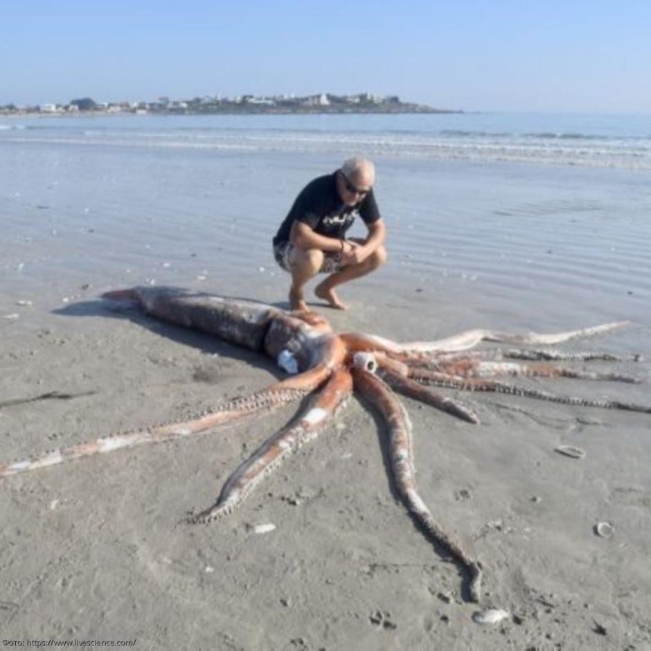 Огромные кальмары глубин