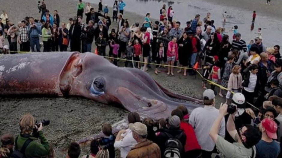 Кашалот следы кальмара