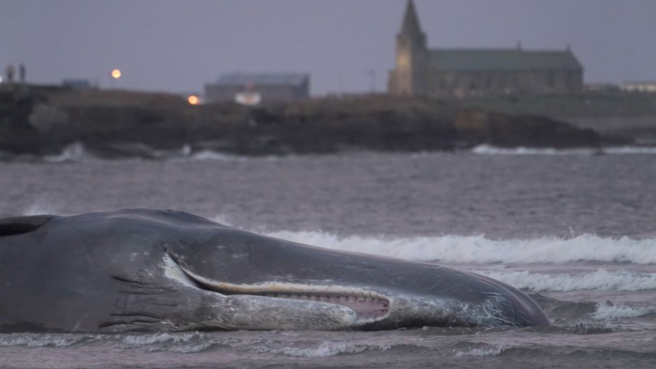 Кашалот против кальмара