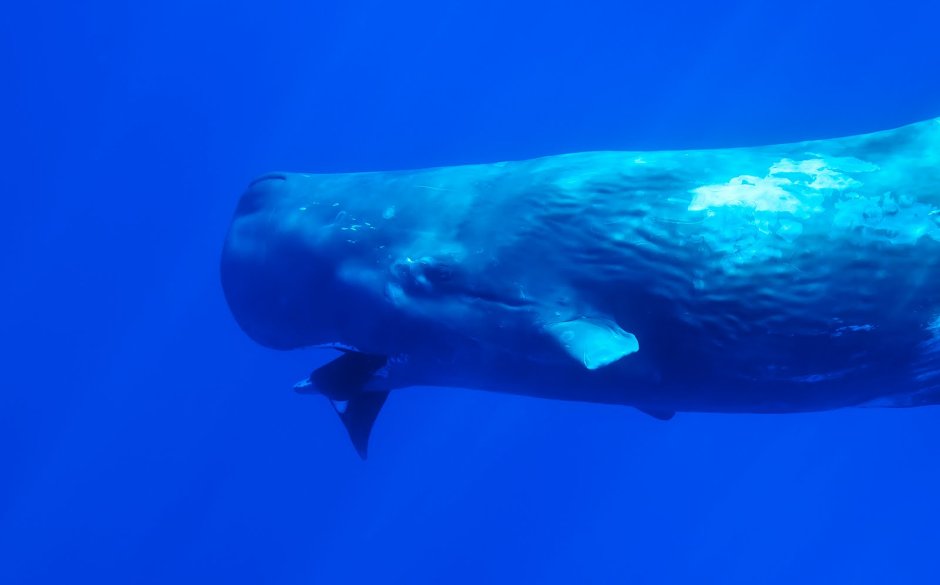 Гигантский глубоководный кальмар