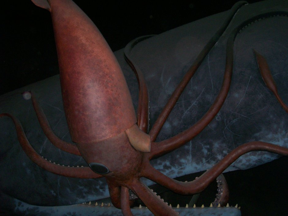 Кит Кашалот и гигантский кальмар