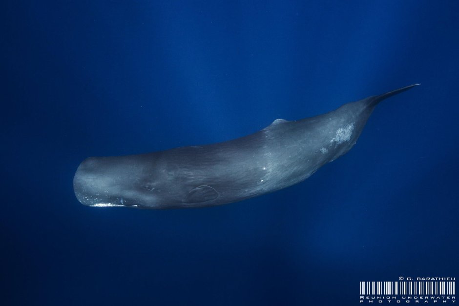 Architeuthis Dux гигантские кальмары