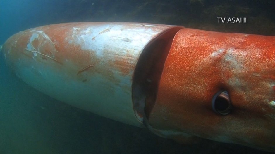 Гигантский кальмар Гумбольдта против кашалота