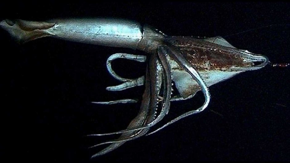 Гигантский кальмар Кракен