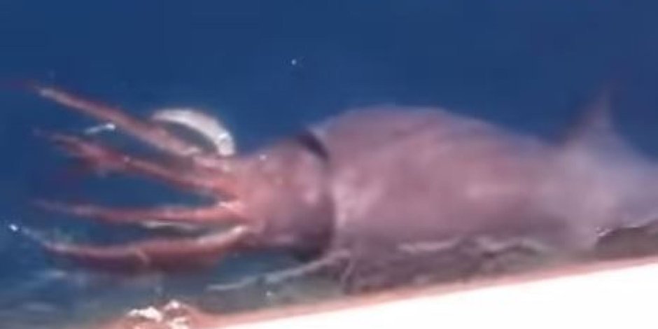 Ареал кашалота