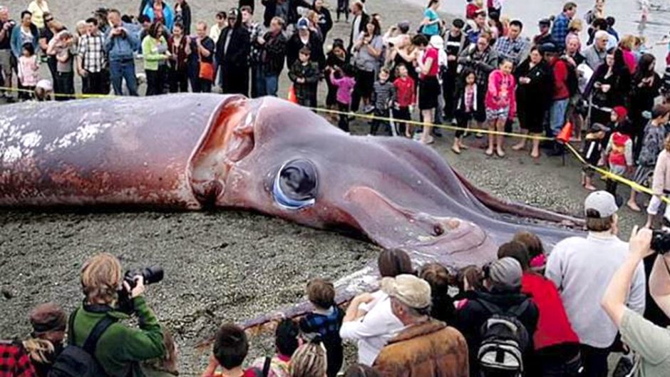 Гигантский Кашалот