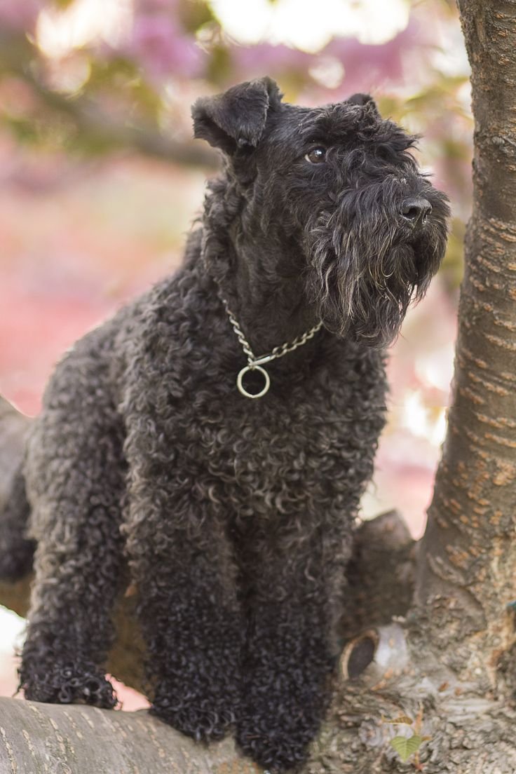 Собака Керри Блю