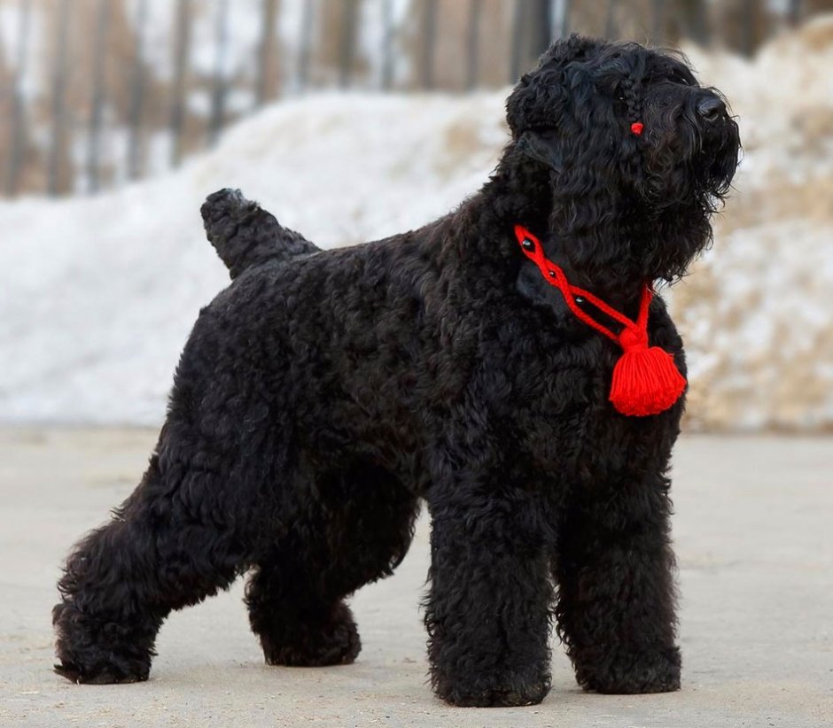 Русский черный терьер