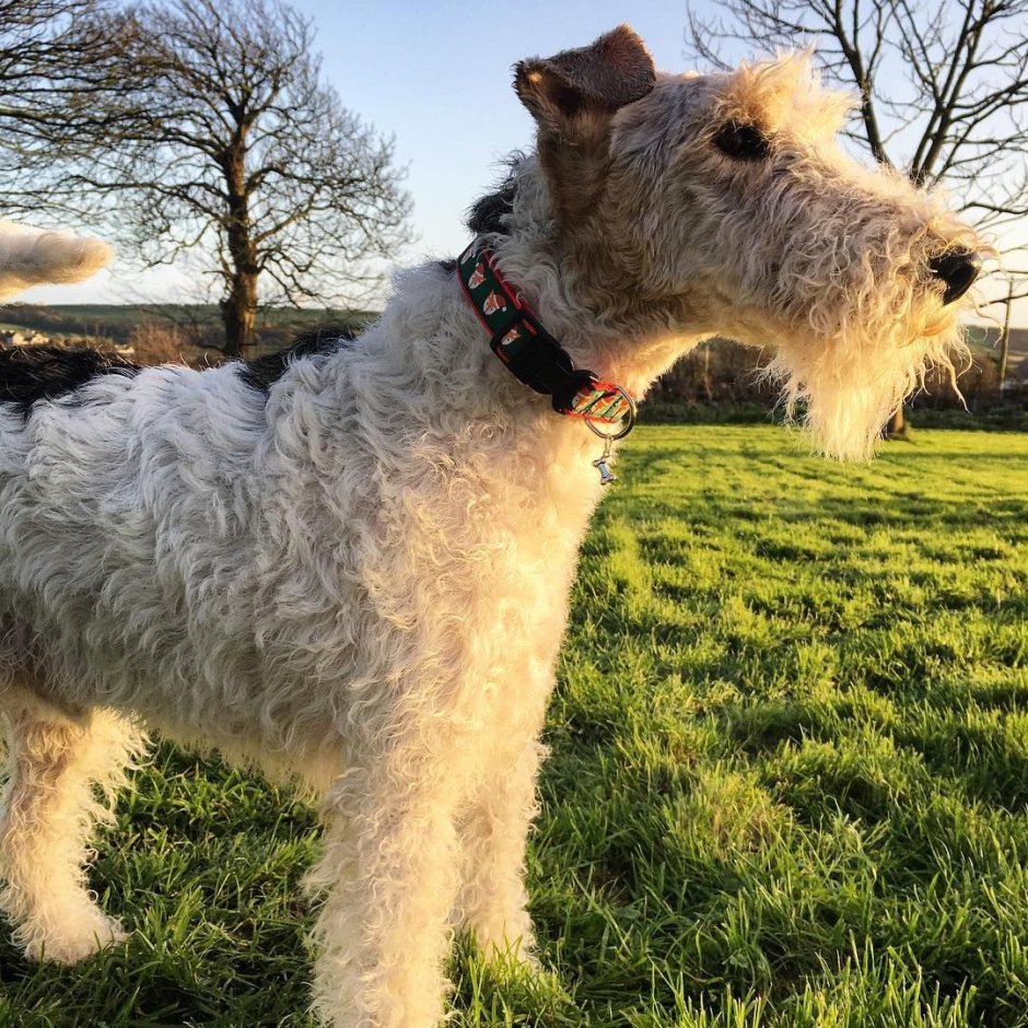 Фокстерьер жесткошерстный белый