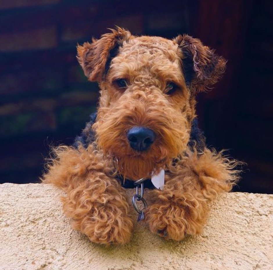 Терьер Эрдельтерьер Фокстерьер