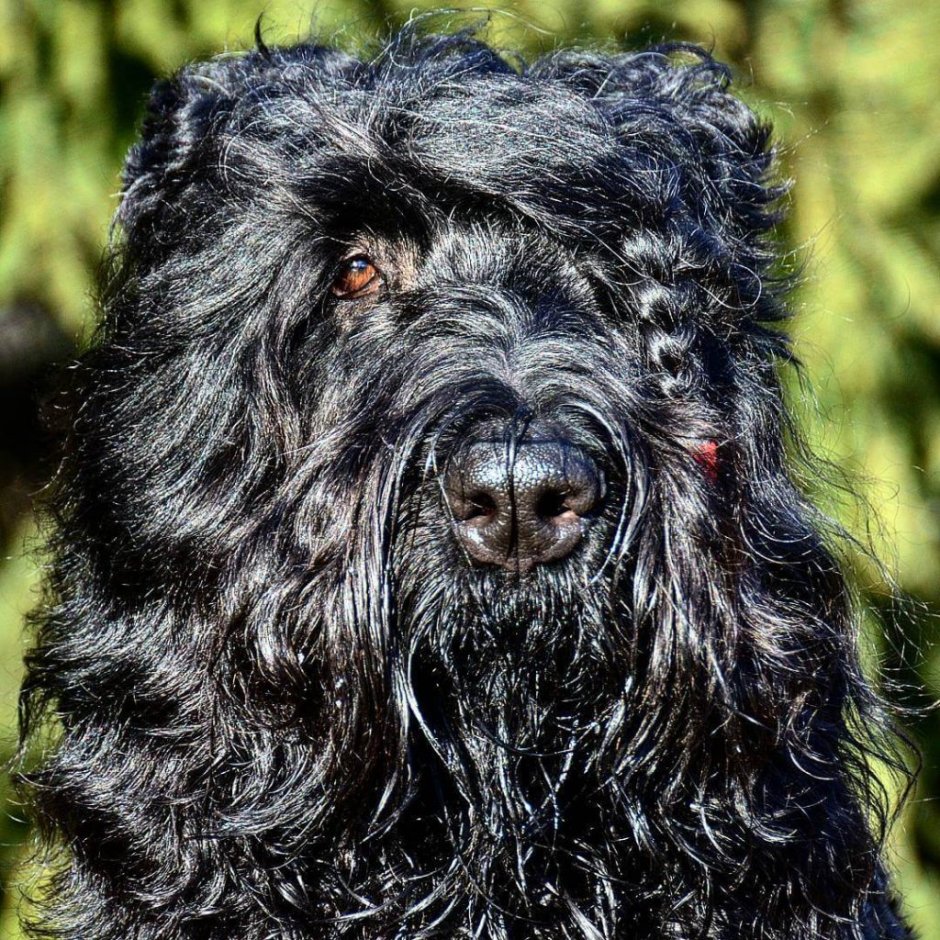 Русский черный терьер