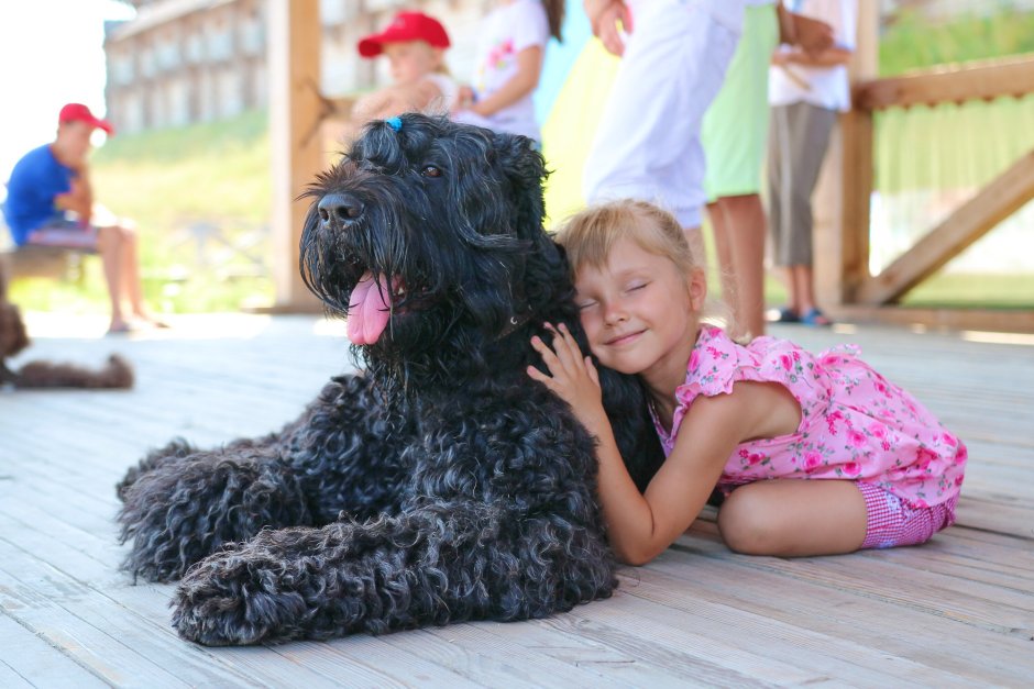 Русский чёрный терьер и дети